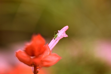 חגבציק פעוט 