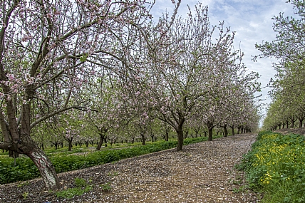 שורת השקדיות