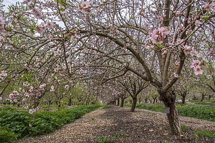שקדיות בוורוד