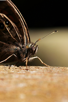 פורטרט של פרפר