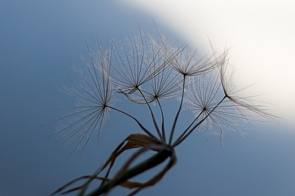 השמים הם הגבול
