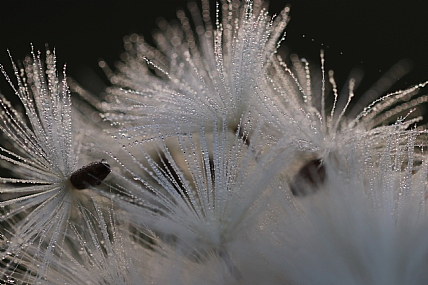 ערימת זרעים
