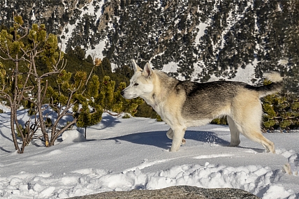 רגלים שוקעות