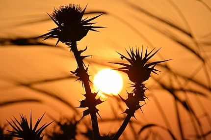 לא דוקר לך?!