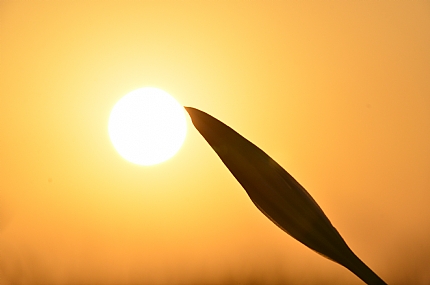קמצוץ של נגיעה