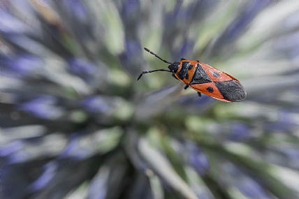 על הדורבן | מתגודד מצרי