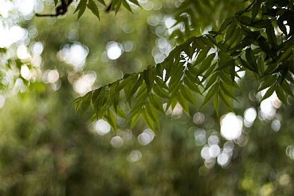 זרזיפי אור בגינה