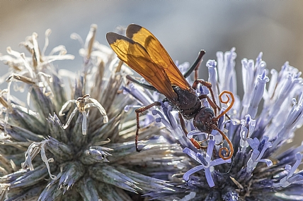 הפולש בכתום | חרק