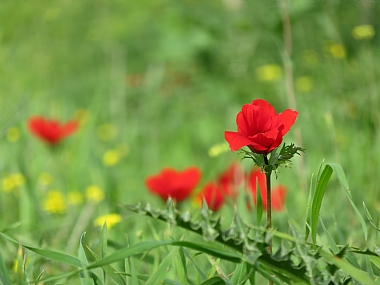 כלנית מעל דרדר