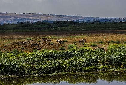 יחמורים באחולה 