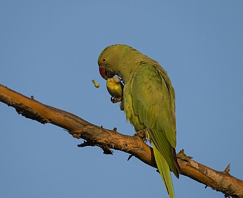 תוכי דררה בארוחת בוקר