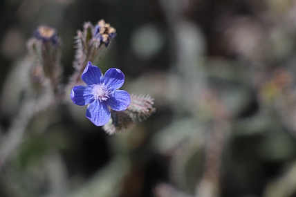 צילום: חגי גולדשמידט