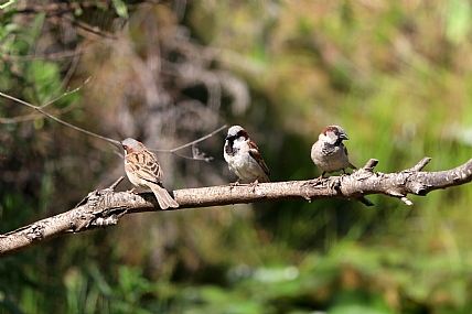 שלוש במכה אחת!!