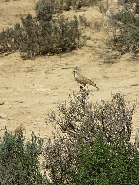 עפרוני מחויך