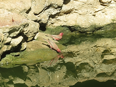 נשיקה לעצמי במראה