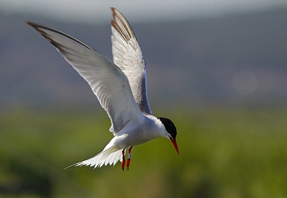 עוצרת נשימה