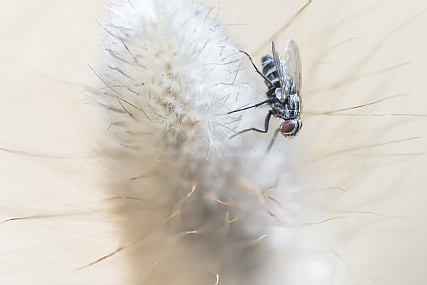 עולם שעיר | זבוב