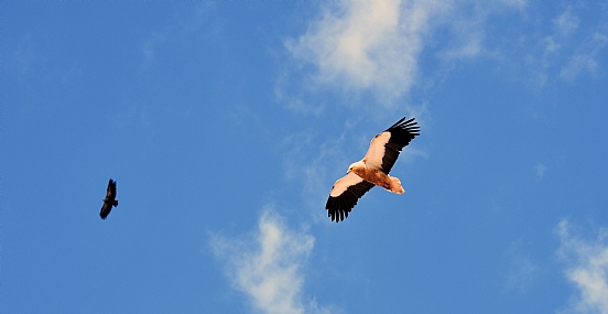 הנשר הלבן בפירנאים
