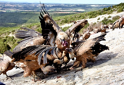 קרב הישרדות הנשרים
