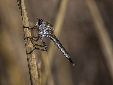 אלכסונים | חרק  asilidae