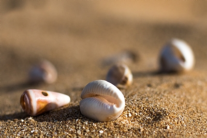 מתנות מן הים