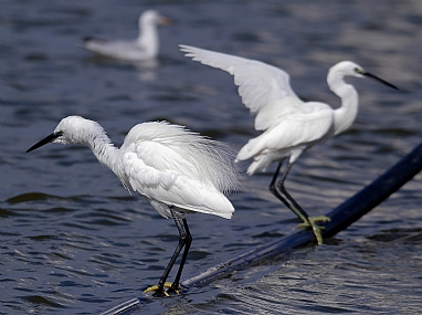 מתרגז אין תפריט
