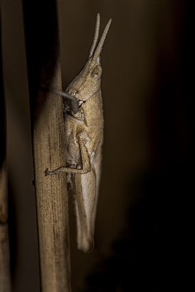 Portrait of The Elusiv