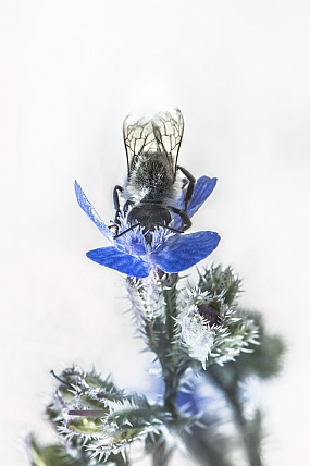 עמידה בידיים