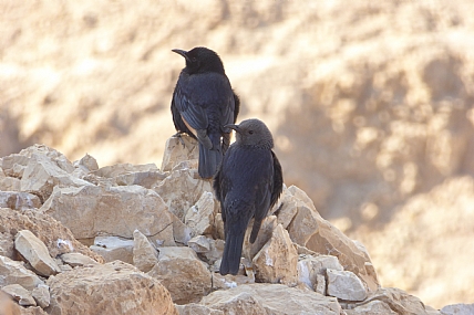 צילום: שחר פרקש