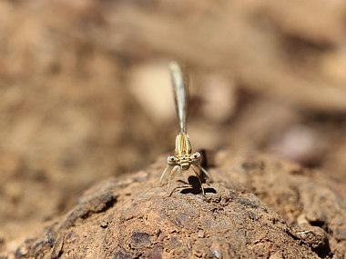 משתלבת ברקע