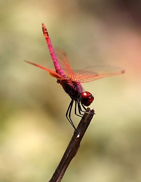 מתיחות בוקר