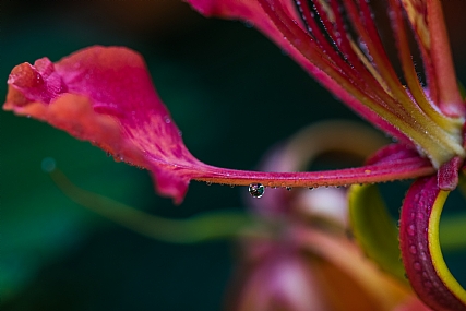 טיפה שכולה יופי