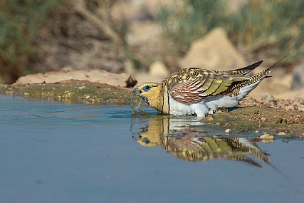 קטה חדת זנב