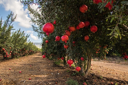 שירבו זכויותינו כרימון