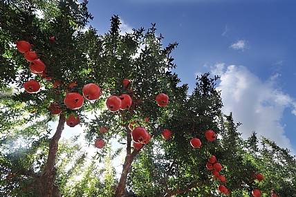 עונת הרימונים