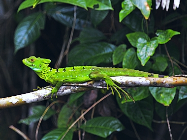 ממראות היער הטרופי | לטאות