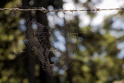 קורים דברים