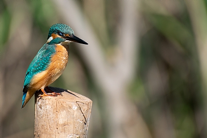 עין נוגדת מים
