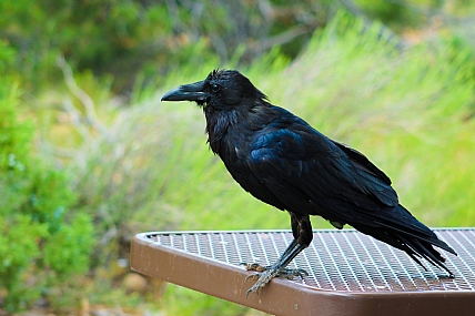 צילום: רון לבל