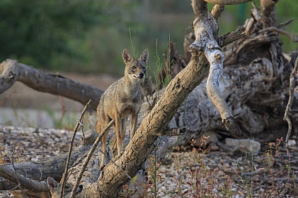 התן מרמת גן