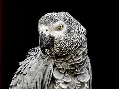 המבט הצהוב  | תוכי