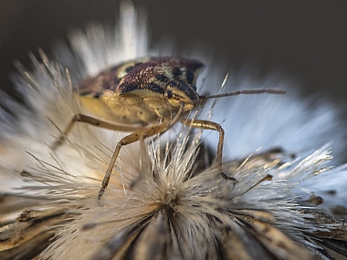 כבורח מפיצוץ | חרק  תריסית מגוונת