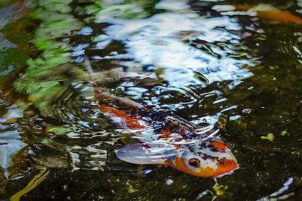 נפלאות המים 