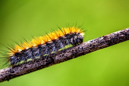 Caterpillar