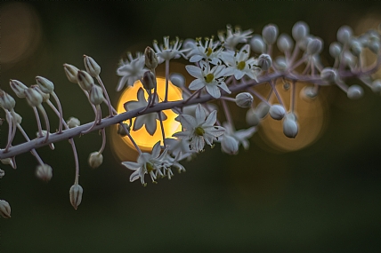 סיומה של עונה