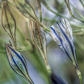 Floral Vitrage | פרח