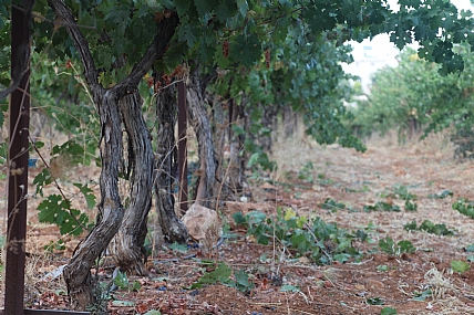 צילום: חגי גולדשמידט