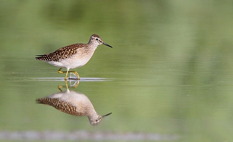 ביצנית מנומרת