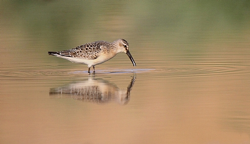 חופית מגלית
