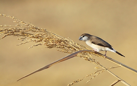 כסוף מקור הודי